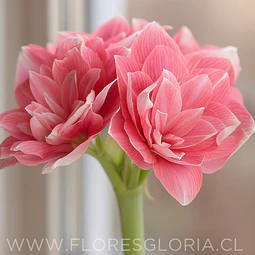 AMARYLLIS DOUBLE DREAM