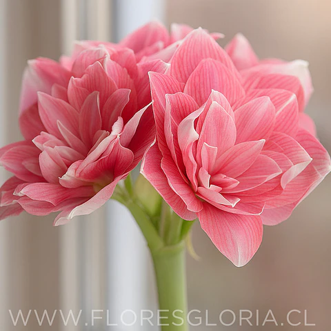 AMARYLLIS DOUBLE DREAM
