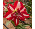AMARYLLIS PARTY NYMPH