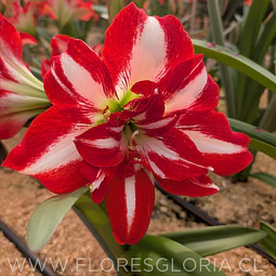 AMARYLLIS PARTY NYMPH