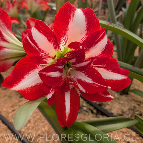 AMARYLLIS PARTY NYMPH