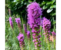 PACK BULBOS DE LIATRIS SPICATA 