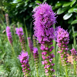 PACK BULBOS DE LIATRIS SPICATA 