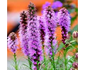 PACK BULBOS DE LIATRIS SPICATA 