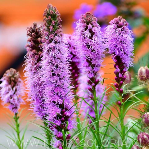 PACK BULBOS DE LIATRIS SPICATA 