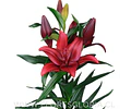 PACK BULBOS DE LILIUM ASIATICOS ROJOS 