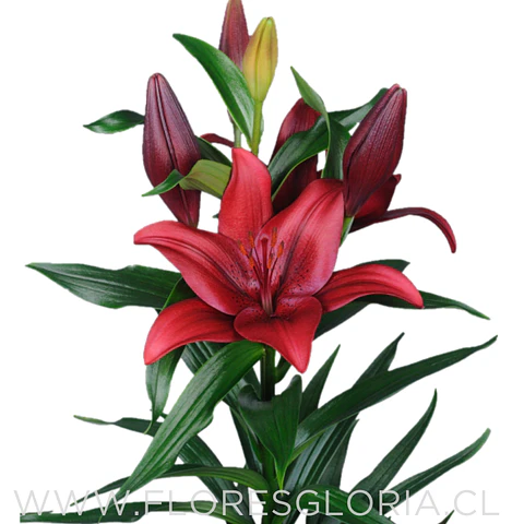 PACK BULBOS DE LILIUM ASIATICOS ROJOS 