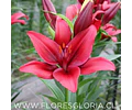 PACK BULBOS DE LILIUM ASIATICOS ROJOS 