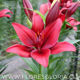 PACK BULBOS DE LILIUM ASIATICOS ROJOS 