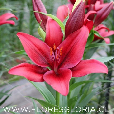 PACK BULBOS DE LILIUM ASIATICOS ROJOS 
