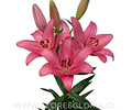 PACK BULBOS DE LILIUM ASIATICOS ROSADOS