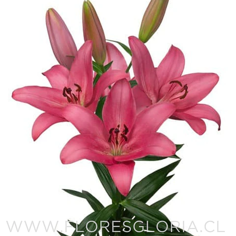 PACK BULBOS DE LILIUM ASIATICOS ROSADOS