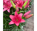 PACK BULBOS DE LILIUM ASIATICOS ROSADOS
