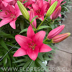 PACK BULBOS DE LILIUM ASIATICOS ROSADOS