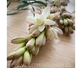 PACK BULBOS POLIANTHES TUBEROSA