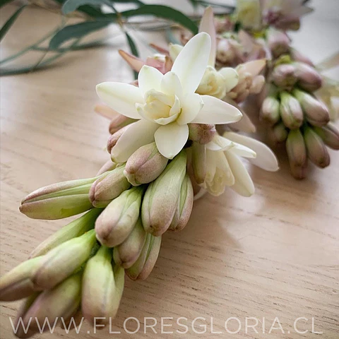 PACK BULBOS POLIANTHES TUBEROSA