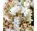 PACK BULBOS POLIANTHES TUBEROSA