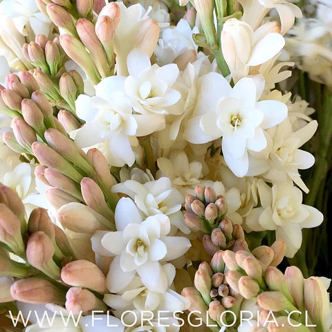 PACK BULBOS POLIANTHES TUBEROSA