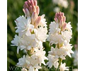 PACK BULBOS POLIANTHES TUBEROSA
