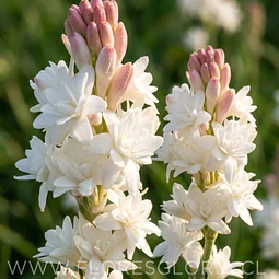 PACK BULBOS POLIANTHES TUBEROSA