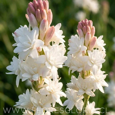 PACK BULBOS POLIANTHES TUBEROSA