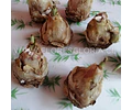 PACK BULBOS POLIANTHES TUBEROSA
