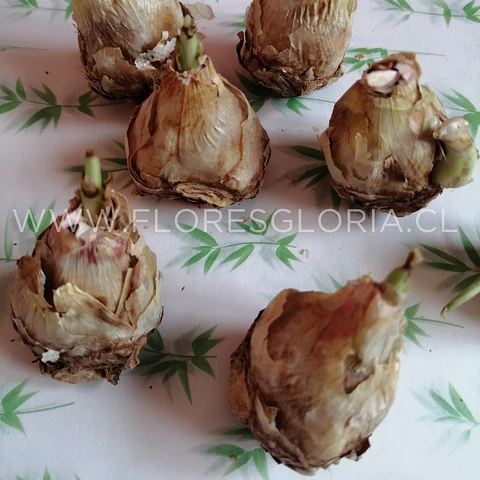 PACK BULBOS POLIANTHES TUBEROSA