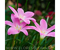 PACK BULBOS DE ZEPHYRANTHES