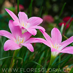 PACK BULBOS DE ZEPHYRANTHES