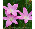 PACK BULBOS DE ZEPHYRANTHES