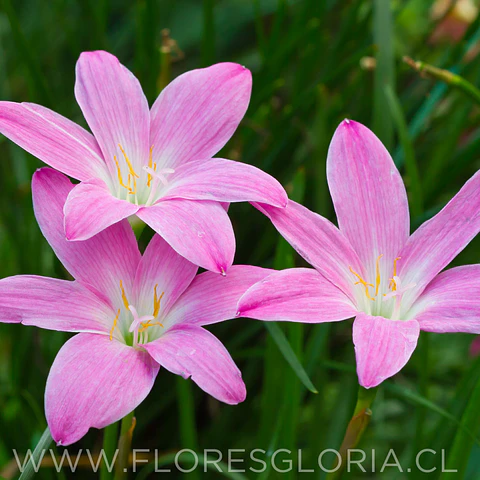 PACK BULBOS DE ZEPHYRANTHES