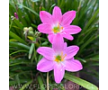 PACK BULBOS DE ZEPHYRANTHES