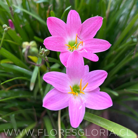 PACK BULBOS DE ZEPHYRANTHES