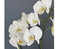 Orquidea Flora