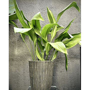 Aspidistra