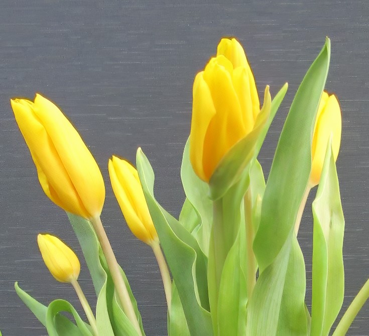 Pecera con Tulipanes y Ranúnculos