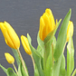 Arreglo de Tulipanes Amarillos y Ranúnculos  - thumbnail 2