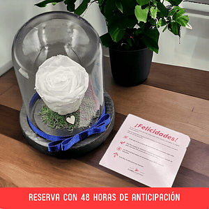 Rosa Eterna Blanca en Cúpula – Reserva 48h