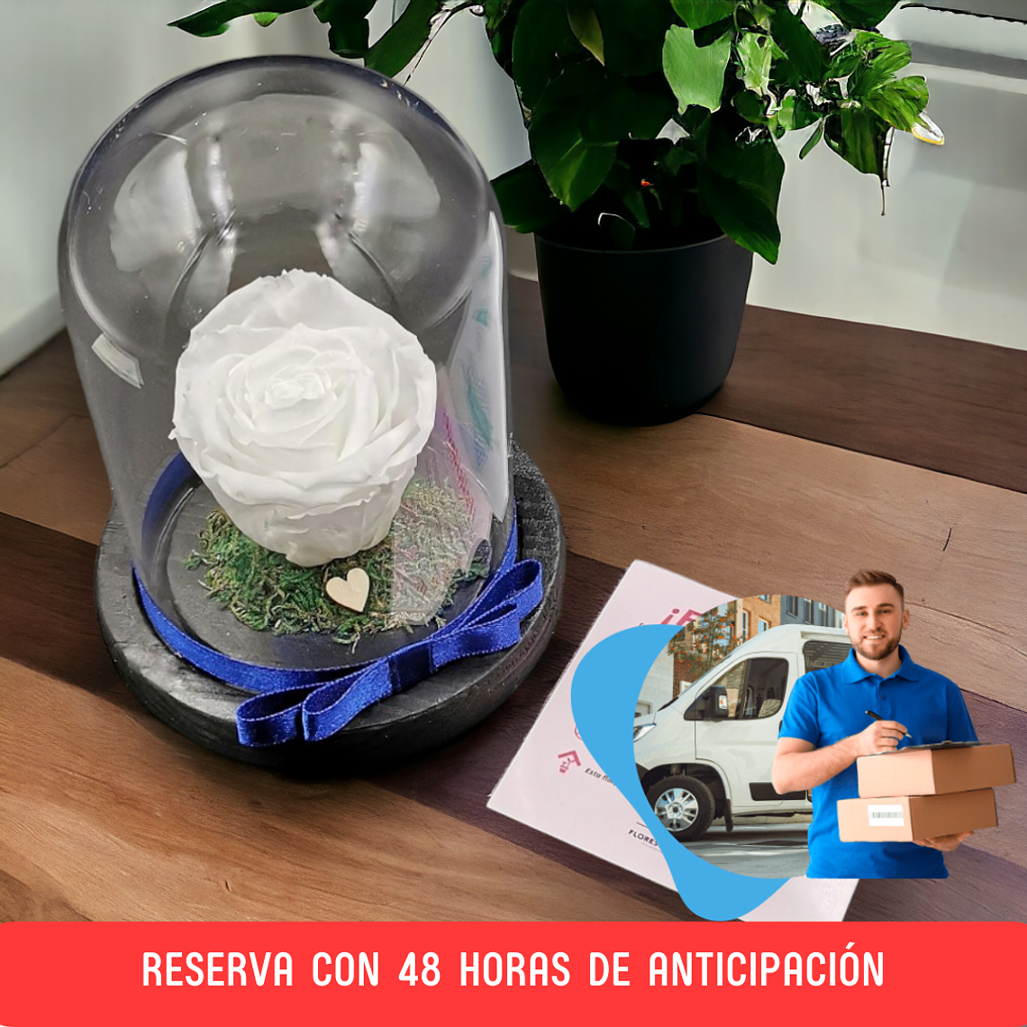 Rosa Eterna Blanca en Cúpula – Reserva 48h 2