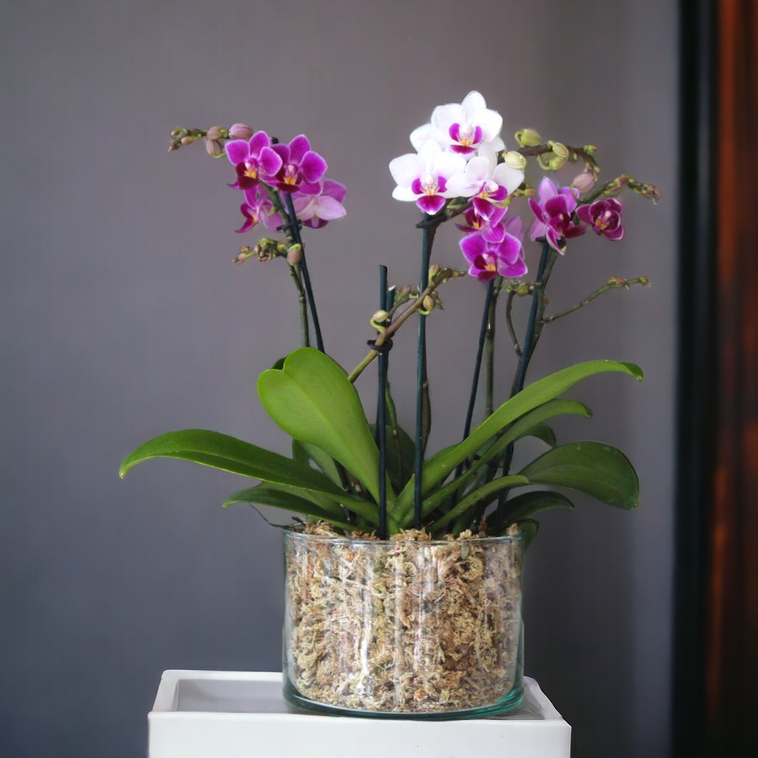 Trío de 03 Mini Orquídeas