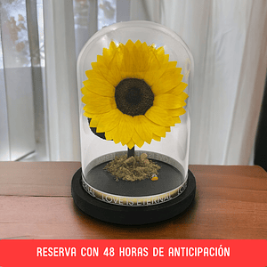 Girasol Eterno [M]