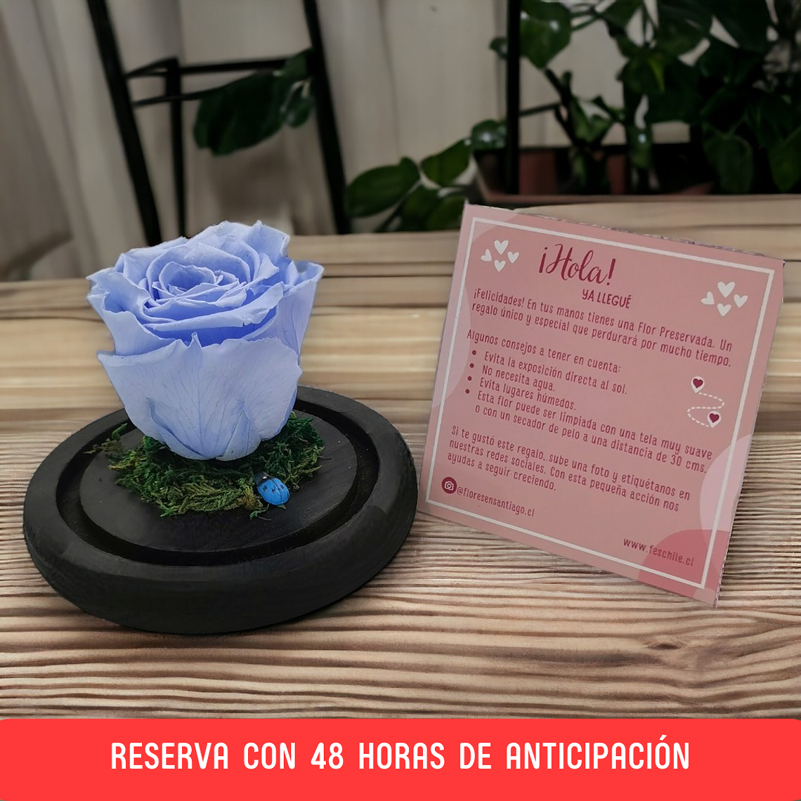 Rosa Eterna Violeta en Cúpula – Reserva 48h 1