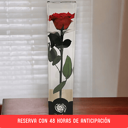 Rosa Roja Eterna en Caja de Acetato
