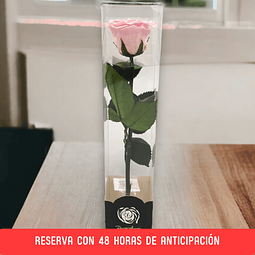 Rosa Eterna Rosada en Caja de Acetato