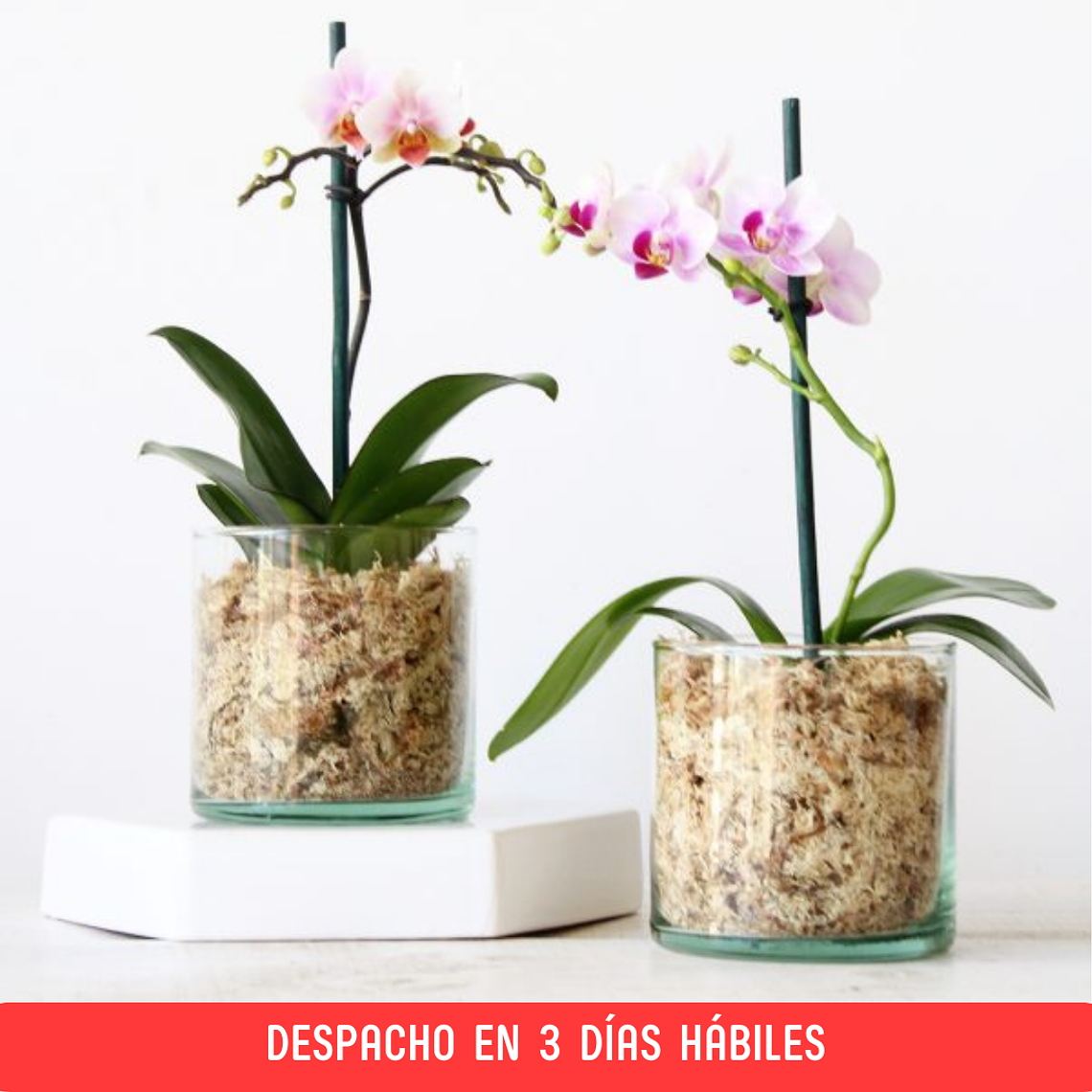 Mini Orquídea en Maceta de Vidrio  1