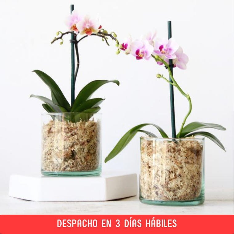Mini Orquídea en Maceta de Vidrio  1