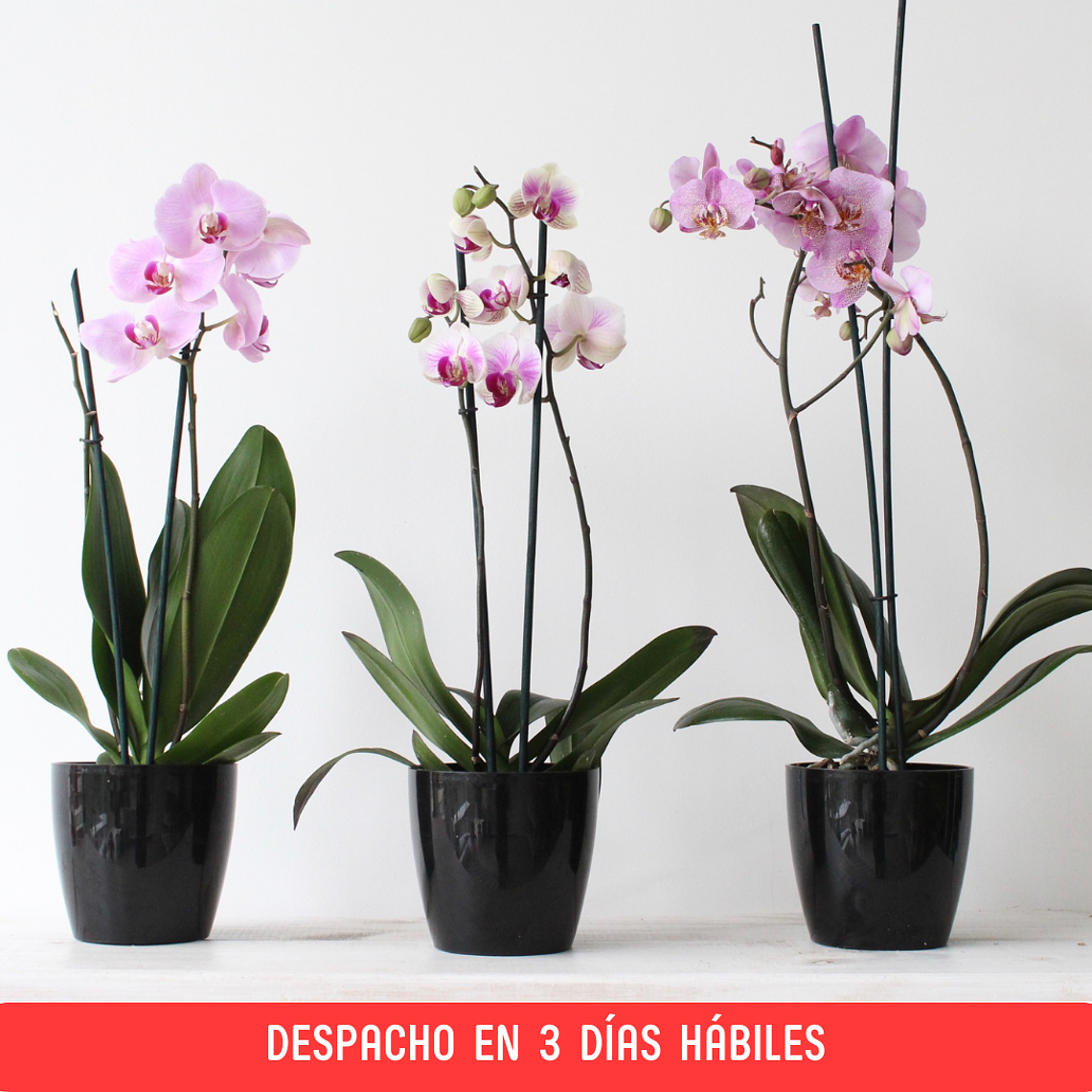 Orquídea Grande en Maceta Acrilic Grande 1