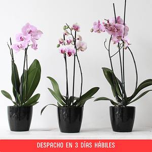 Orquídea Grande en Maceta Acrilic Grande