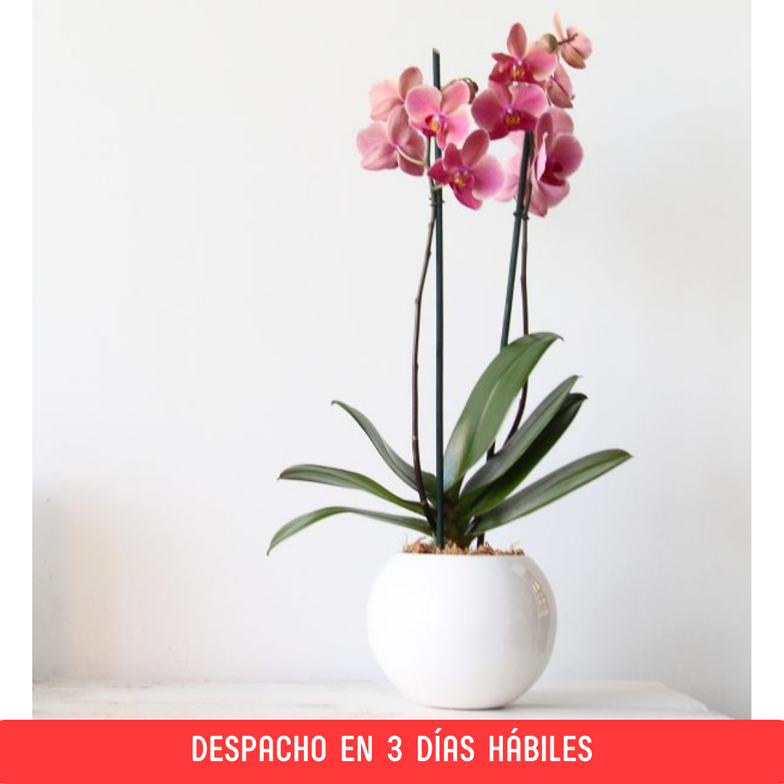 Orquídea Grande en esfera Cerámica 1