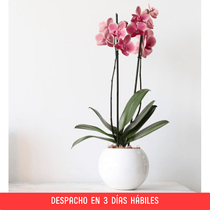 Orquídea Grande en esfera Cerámica